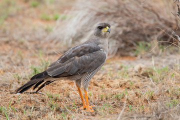 Eastern chanting goshawk in Samburu National Park in Kenya
