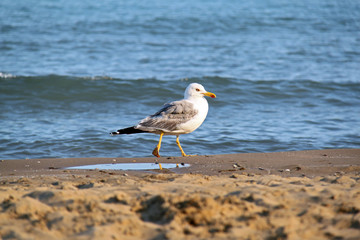 Fototapeta premium seagull on the beach