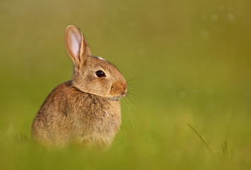 European rabbit sitting in the grass
