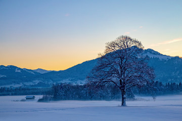 Winterwonderland - Allgäu - Abendsonne - Baum