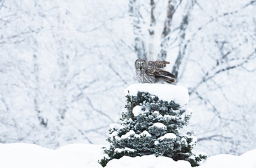 Great Grey Owl perching on a tree in winter