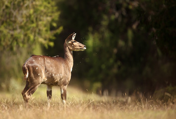 Mountain Nyala standing in the forest