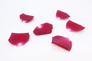  Red rose petals on white background.