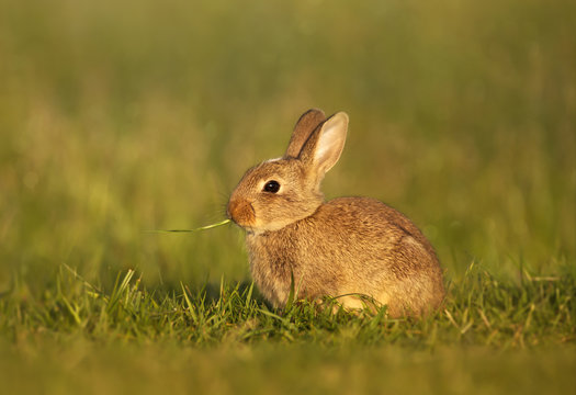 Close up of European rabbit eating grass