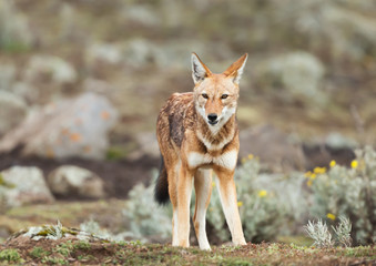 Close up of a rare and endangered Ethiopian wolf