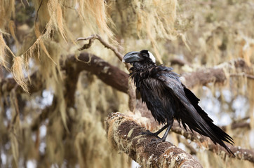 Thick-billed raven perched in a tree