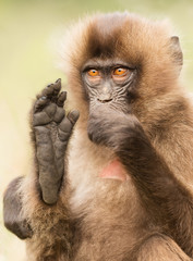 Baby Gelada monkey sitting with a foot up