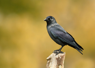 Obraz premium Eurasian Jackdaw perched on a wooden post