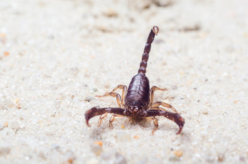 Scorpion creeps on the sand close up