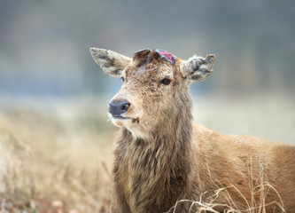 Close-up of a Red deer having recently shed his antlers