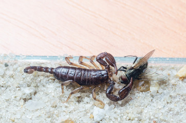 Scorpio holds a fly caught with claws and stings it with a sting, close-up