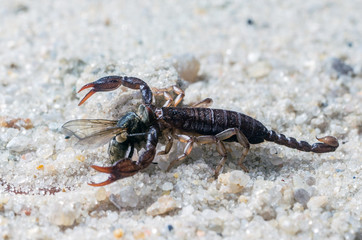 Scorpio holds a fly caught with claws and stings it with a sting, close-up