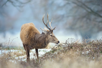 Close up of a Red deer stag eating in winter