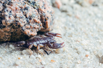 Scorpion creeps on the sand close up