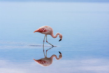 Flamingo in der Atacama-Wüste - Laguna Chaxa © Martina Clerc
