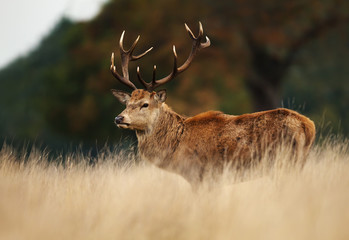 Naklejka na ściany i meble Red deer stag during rutting season