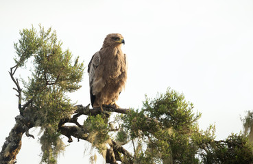 Close-up of a tawny eagle perching on a tree branch