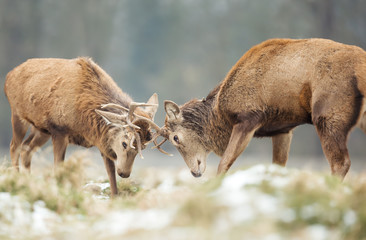 Naklejka na ściany i meble Red deer stags fighting in winter