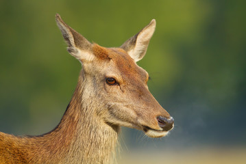Close-up of red deer hind