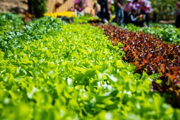 Organic green vegetables in rows on farm ,Thailand.