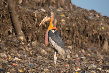 Greater Adjutants near Garbage Dump in Guwahati