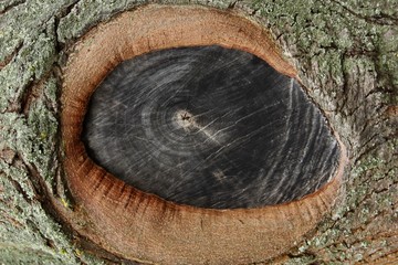 rock texture, eye stump on a wooden background