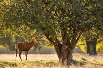 Naklejka na ściany i meble Red deer standing under a tree at dawn