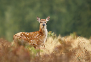Naklejka na ściany i meble Fallow deer fawn standing in the grass