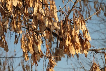 seeds of Acer Negundo tree at autumn