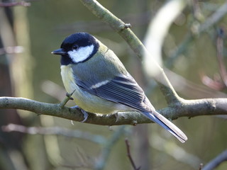 great tit (Parus major) perched on branch in woodland