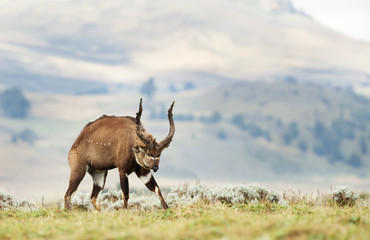 Close up of an impressive male Mountain Nyala