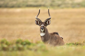 Mountain Nyala lying in the grass
