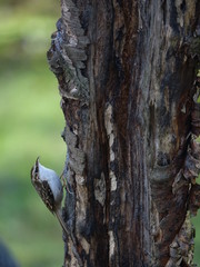 Treecreeper (Certhia familiaris) feeding on old tree
