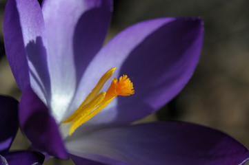 Krokus bl&uuml;ht im Fr&uuml;hjahr