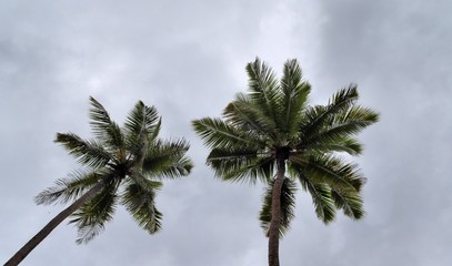 Naklejka na ściany i meble Beautiful palm trees at the white sand beach on the paradise islands Seychelles
