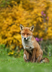 Naklejka na ściany i meble Red fox sitting on the grass against yellow flowers