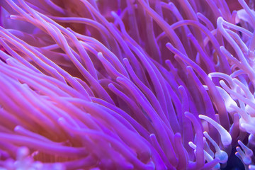 Naklejka na ściany i meble Beautiful sea flower in underwater world with corals and fish.
