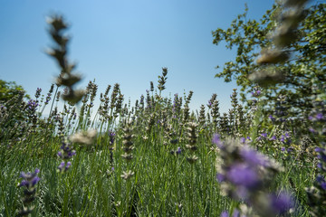 lavender in the meadow