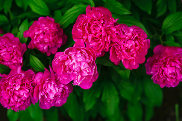 Flowering pink peony bushes. Spring flowering peonies.