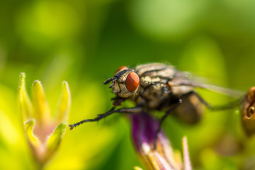 sarcophaga carnaria insect on the green leaf. Macro of fly animal and detail of eye