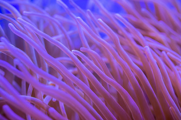 Beautiful sea flower in underwater world with corals and  fish.