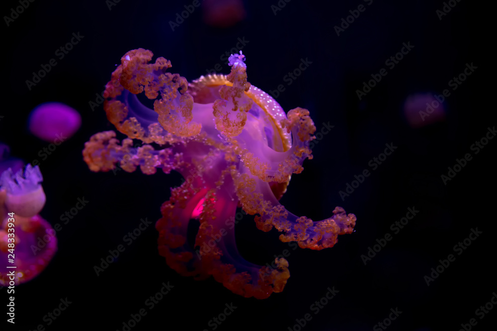 Wall mural Close-up Jellyfish, Medusa in fish tank with neon light. Jellyfish is free-swimming marine coelenterate with a jellylike bell- or saucer-shaped body that is typically transparent.