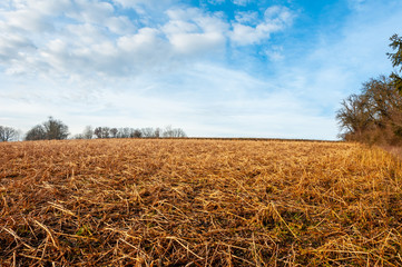 Fototapeta premium harvested field after a storm