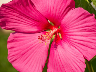Close-up image of a pink hibiscus flower