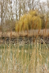 reeds in the lake