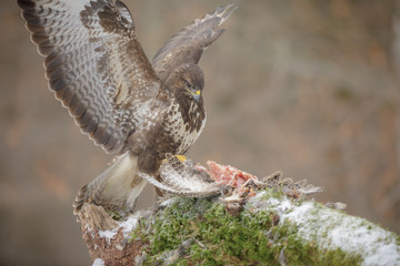 Common buzzard scavenging