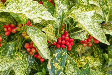 Aucuba japonica, commonly called spotted laurel. Garryaceae family