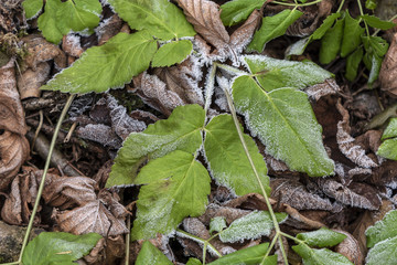 green nettle leaves with morning frost in autumn