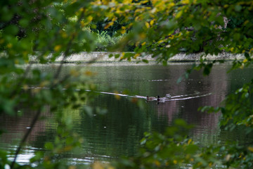 duck floating in the river.