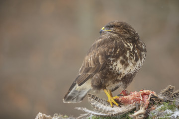 Common buzzard, buteo buteo, with prey